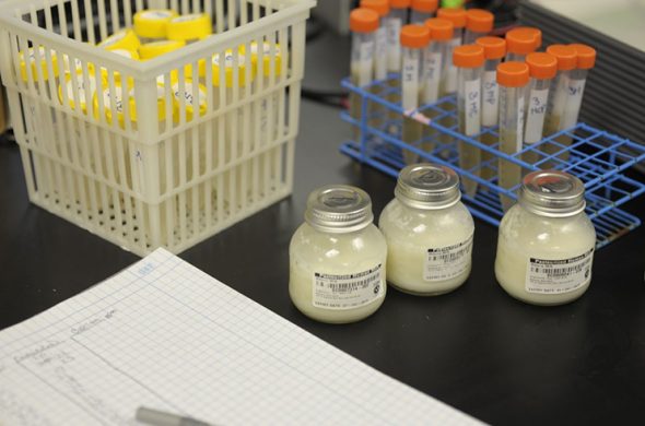 Gently gathered jars and syringes filled with breast milk in the lab.